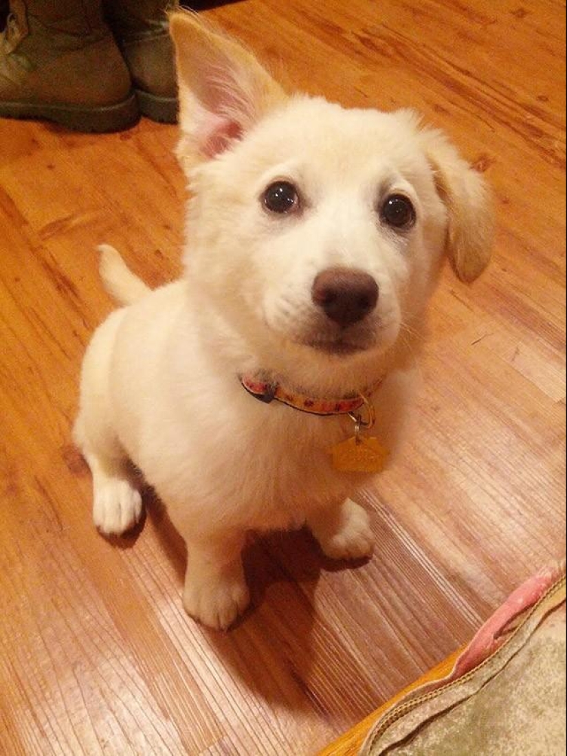 30 fotos-evidencia de que los cachorros con una oreja levantada son 90% más lindos de lo normal