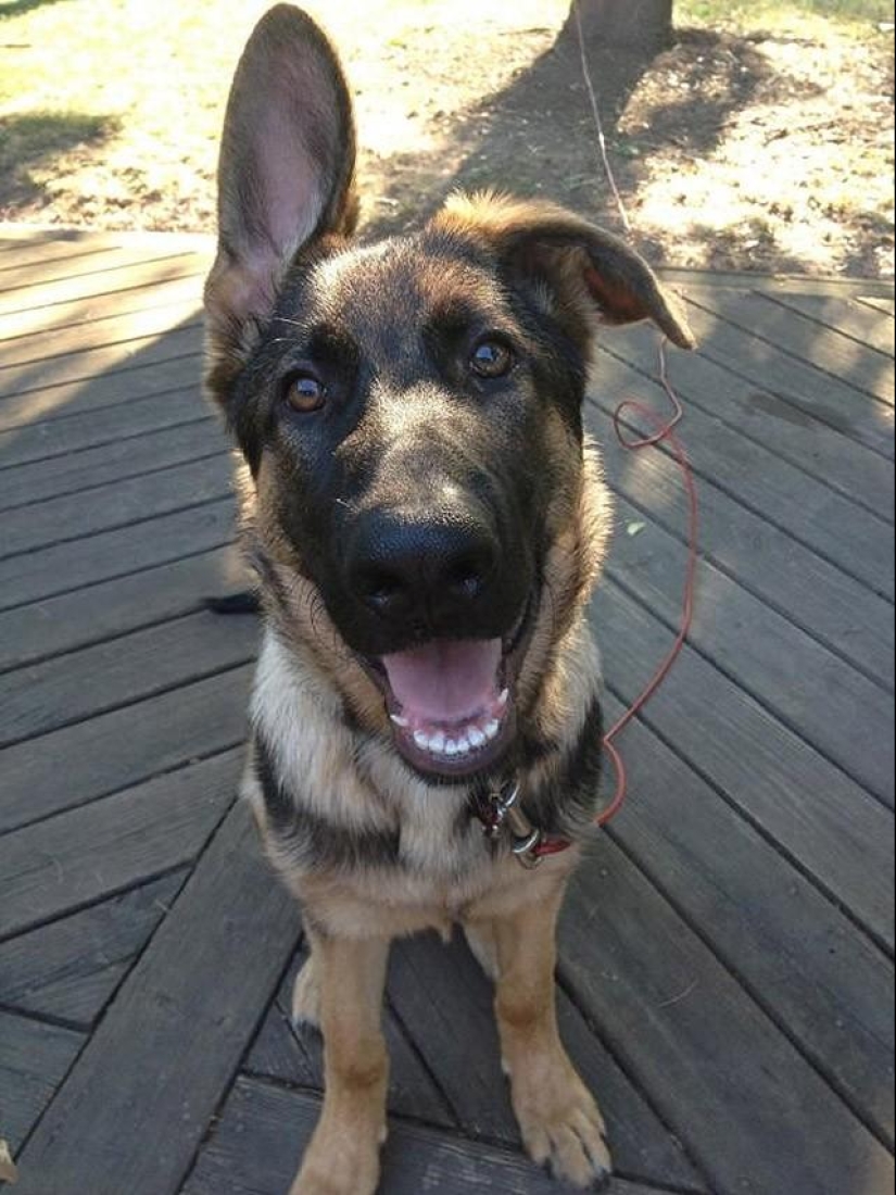 30 fotos-evidencia de que los cachorros con una oreja levantada son 90% más lindos de lo normal