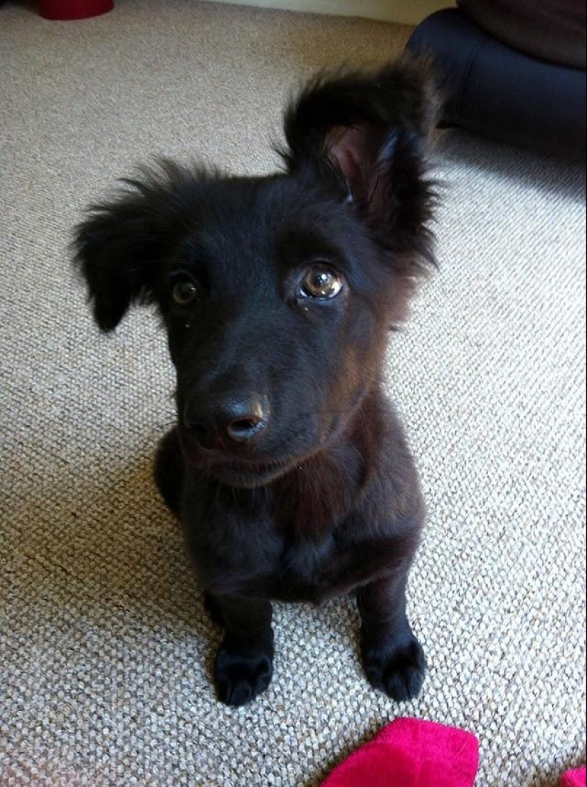 30 fotos-evidencia de que los cachorros con una oreja levantada son 90% más lindos de lo normal