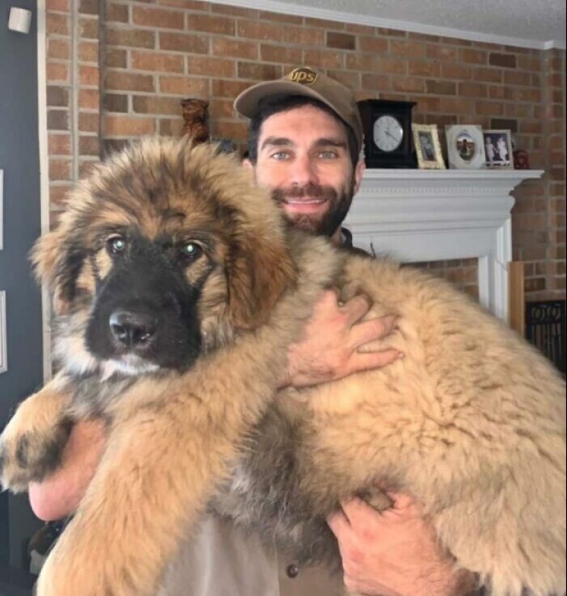 30 fotos lindas sobre el amor de los perros para los mensajeros