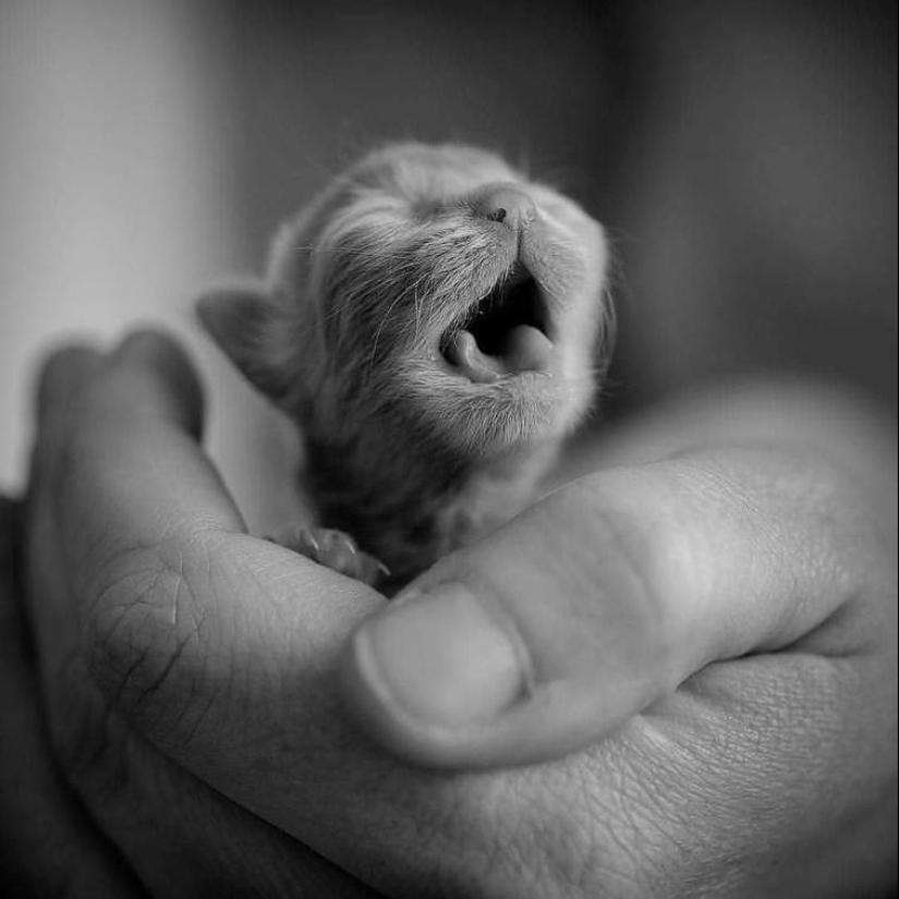 30 fotos sentidas que compensarán la falta de bondad