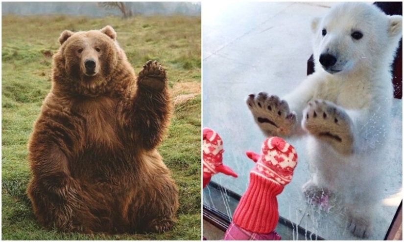 30 funny bears that are guaranteed to cheer you up