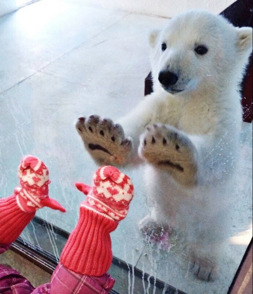 30 funny bears that are guaranteed to cheer you up