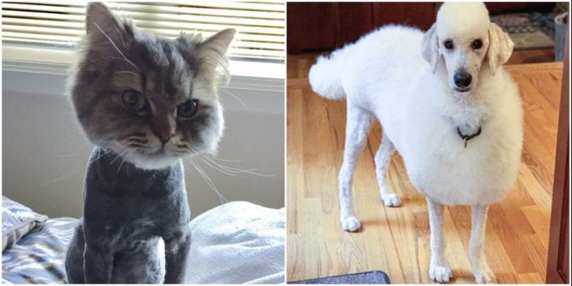 30 funny photos of dogs and cats after a bad haircut