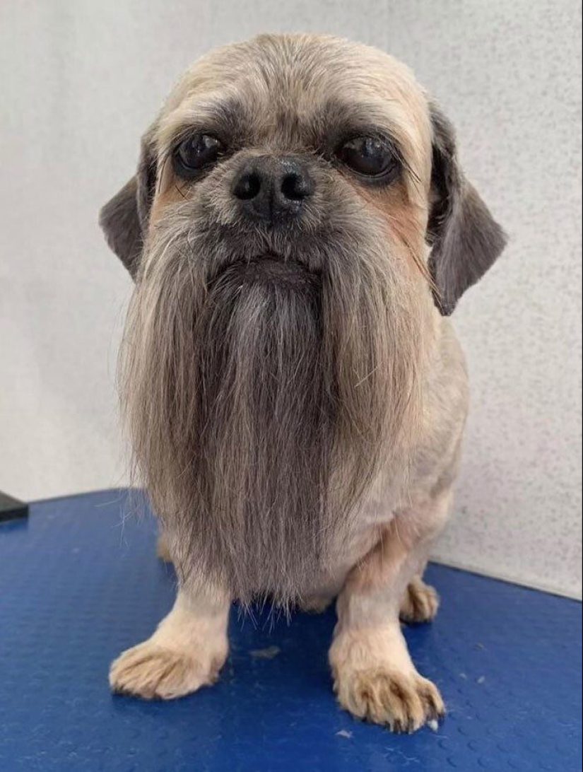 30 funny photos of dogs and cats after a bad haircut