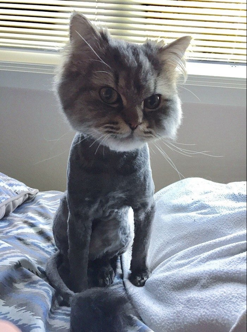 30 funny photos of dogs and cats after a bad haircut