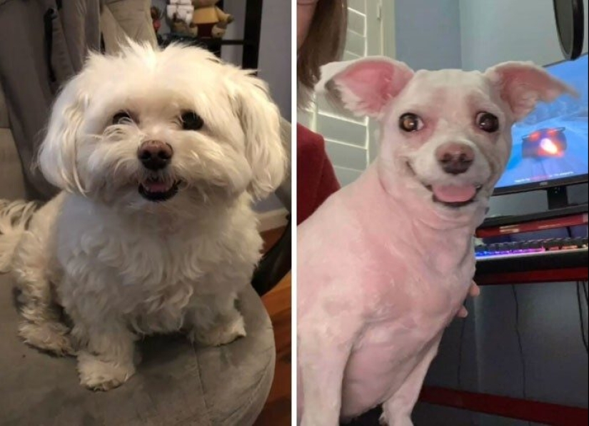 30 funny photos of dogs and cats after a bad haircut