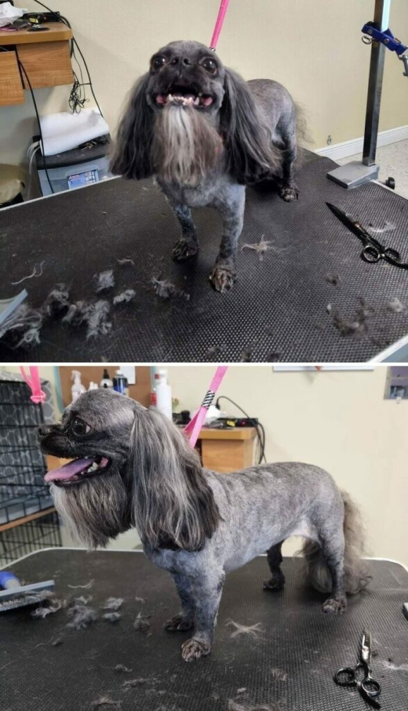 30 funny photos of dogs and cats after a bad haircut