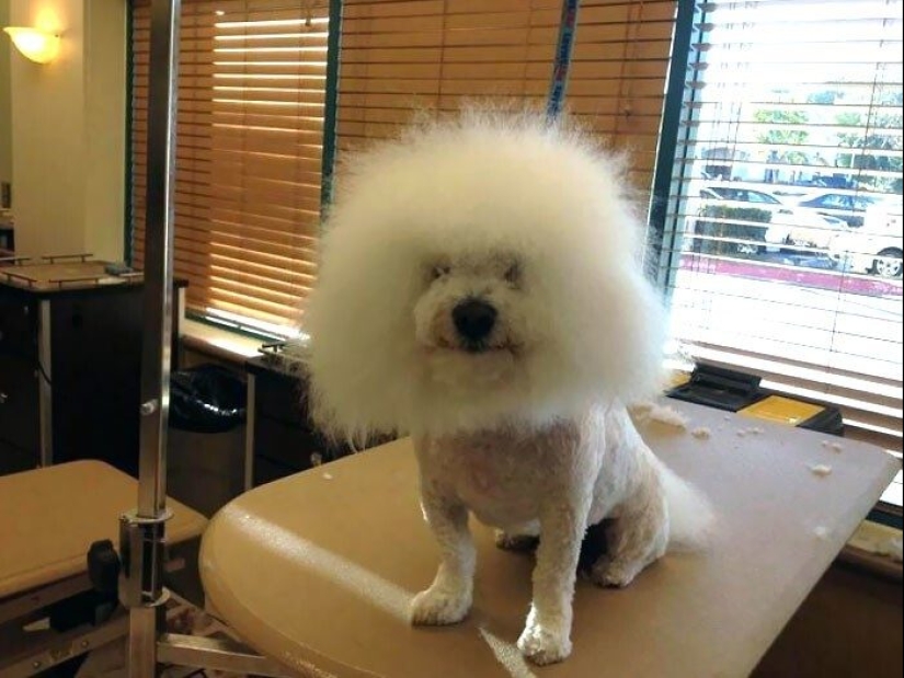 30 funny photos of dogs and cats after a bad haircut