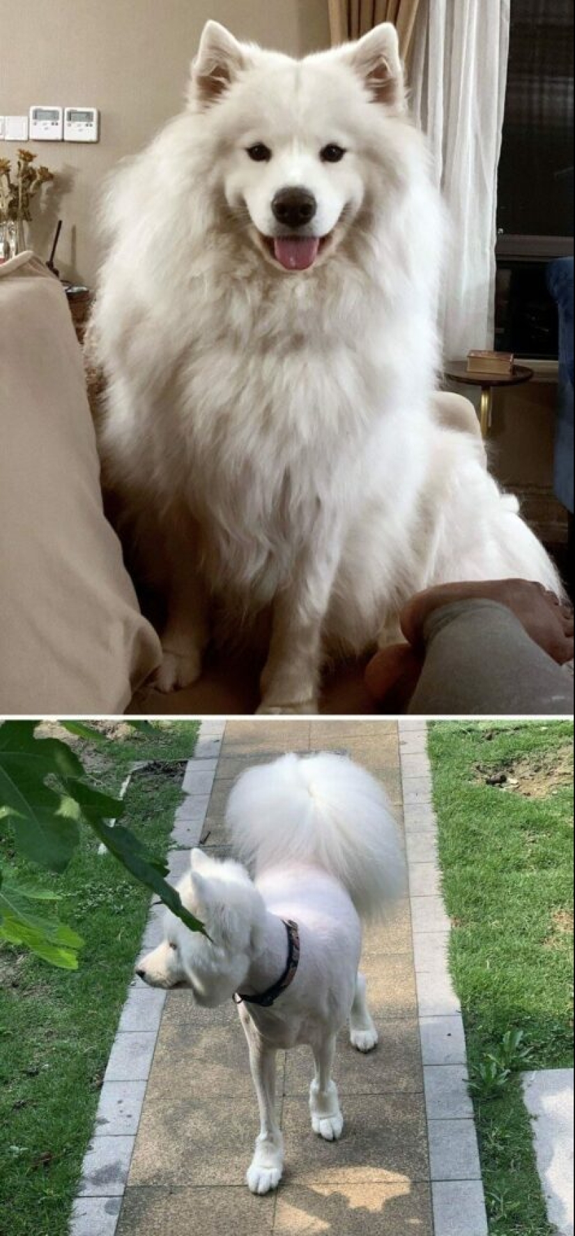 30 funny photos of dogs and cats after a bad haircut