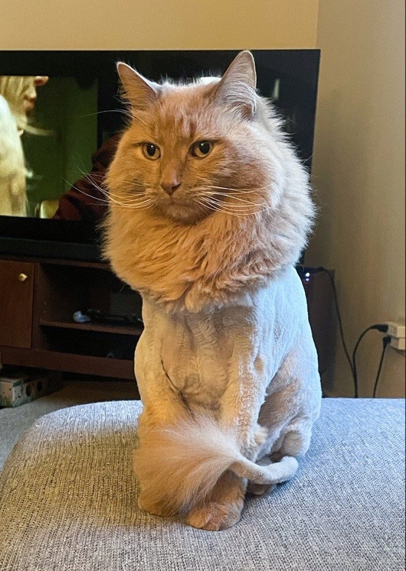 30 funny photos of dogs and cats after a bad haircut