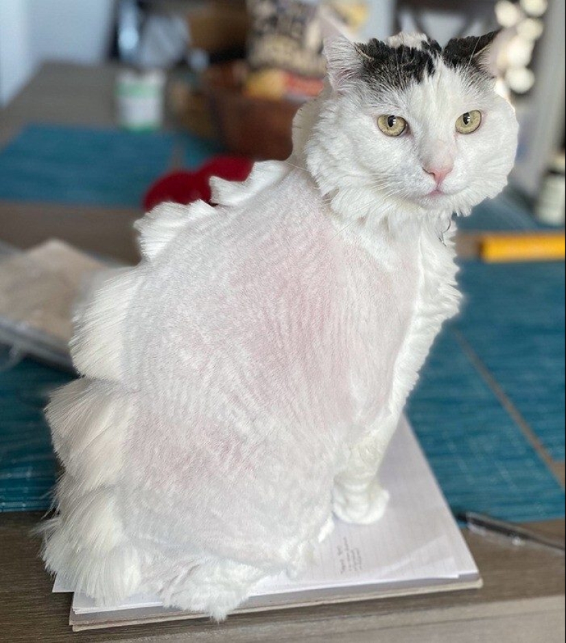 30 funny photos of dogs and cats after a bad haircut