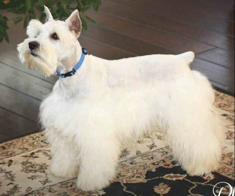 30 funny photos of dogs and cats after a bad haircut