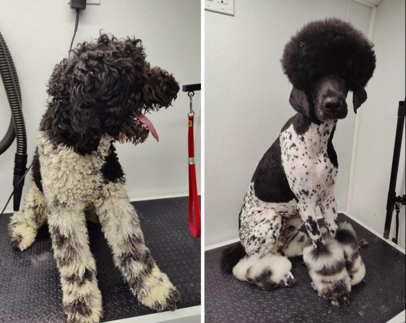 30 funny photos of dogs and cats after a bad haircut