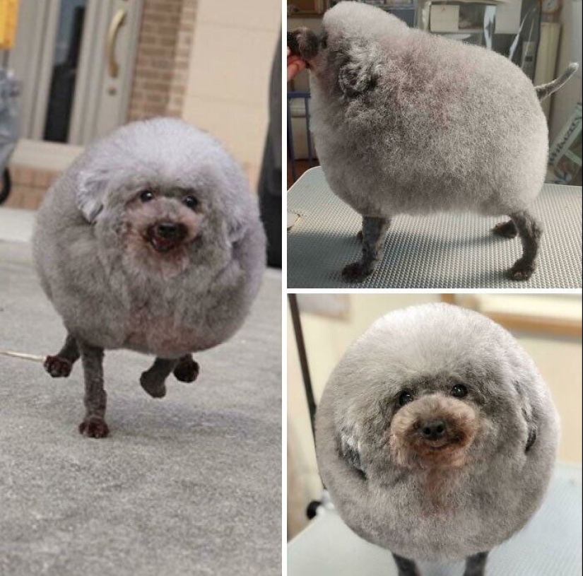 30 funny photos of dogs and cats after a bad haircut