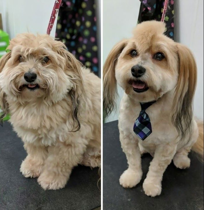 30 funny photos of dogs and cats after a bad haircut