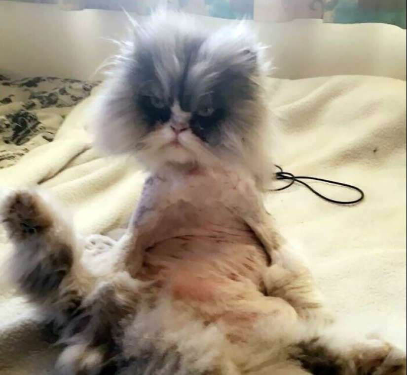 30 funny photos of dogs and cats after a bad haircut