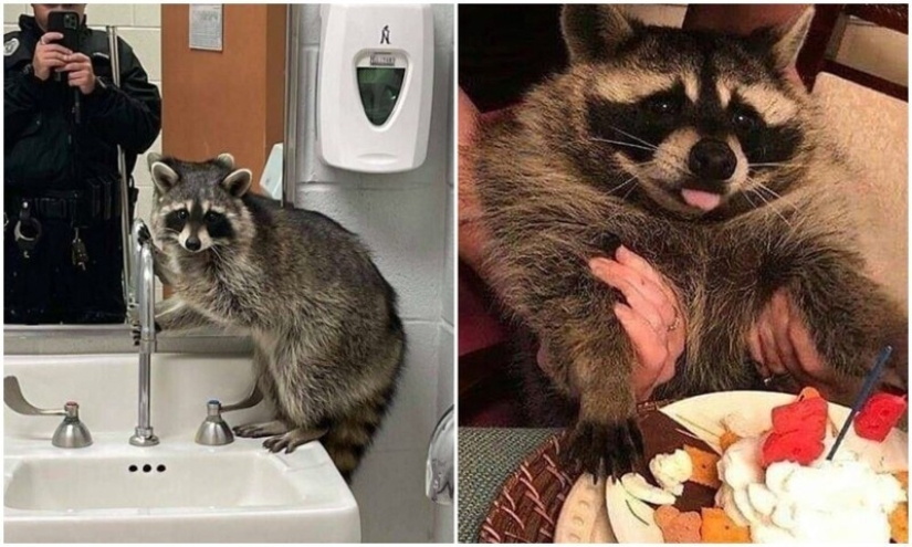 30 funny photos of raccoons that are guaranteed to cheer you up