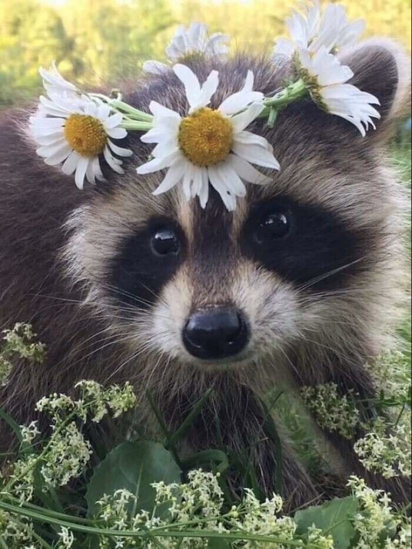 30 funny photos of raccoons that are guaranteed to cheer you up