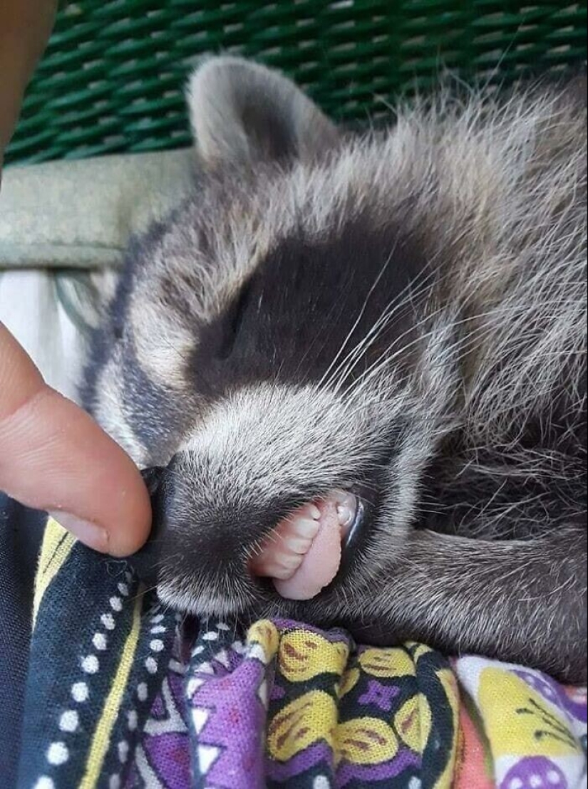 30 funny photos of raccoons that are guaranteed to cheer you up