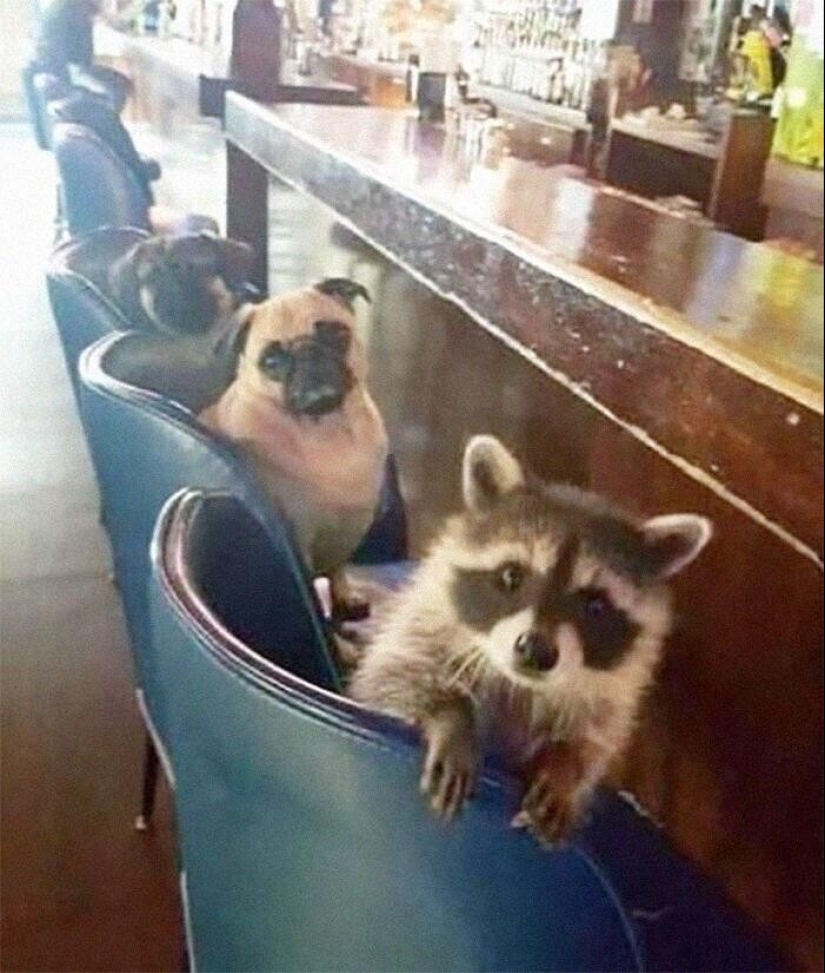 30 funny photos of raccoons that are guaranteed to cheer you up