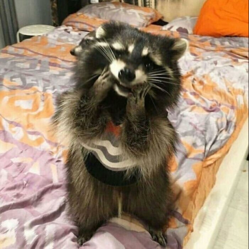 30 funny photos of raccoons that are guaranteed to cheer you up