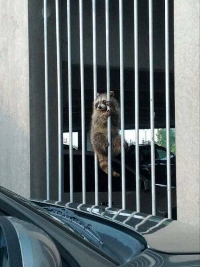 30 funny photos of raccoons that are guaranteed to cheer you up