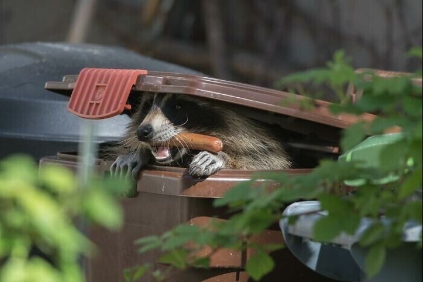 30 funny photos of raccoons that are guaranteed to cheer you up