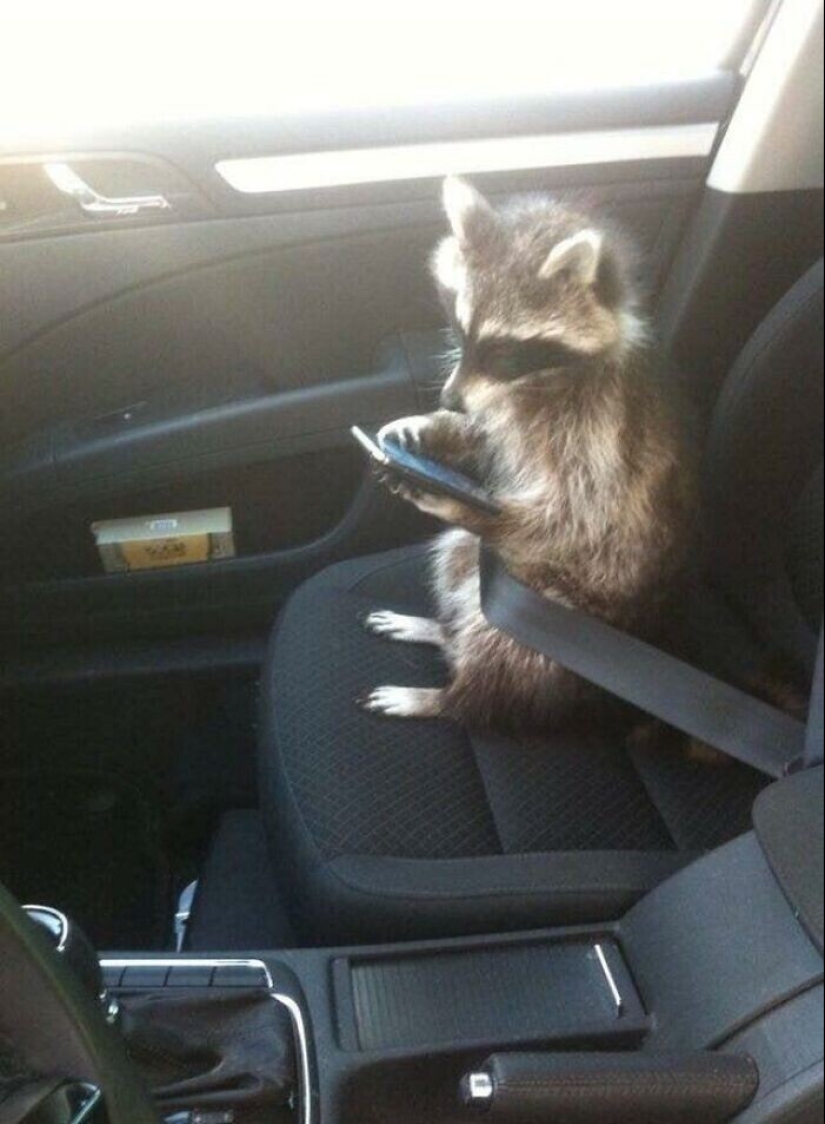 30 funny photos of raccoons that are guaranteed to cheer you up