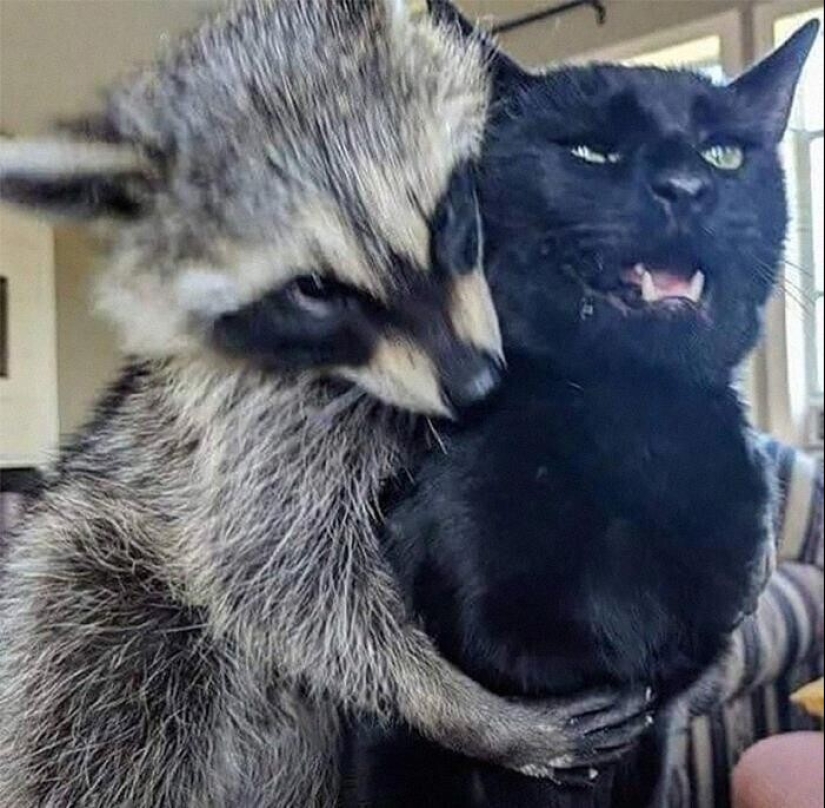 30 funny photos of raccoons that are guaranteed to cheer you up