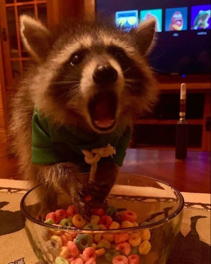 30 funny photos of raccoons that are guaranteed to cheer you up