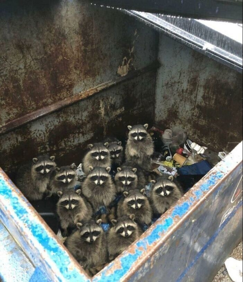 30 funny photos of raccoons that are guaranteed to cheer you up