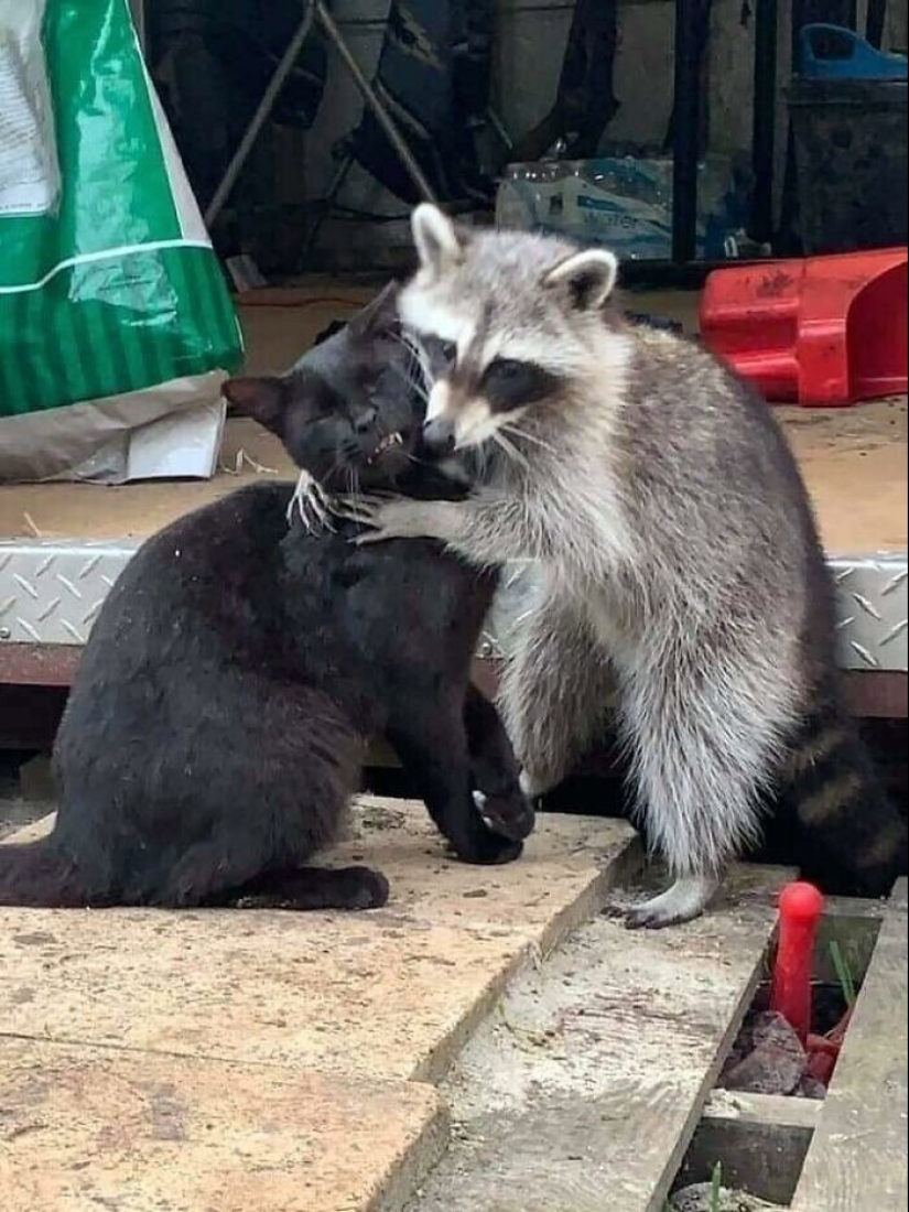 30 funny photos of raccoons that are guaranteed to cheer you up