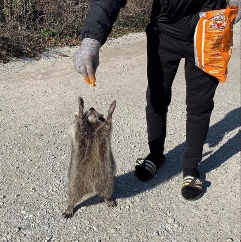 30 funny photos of raccoons that are guaranteed to cheer you up