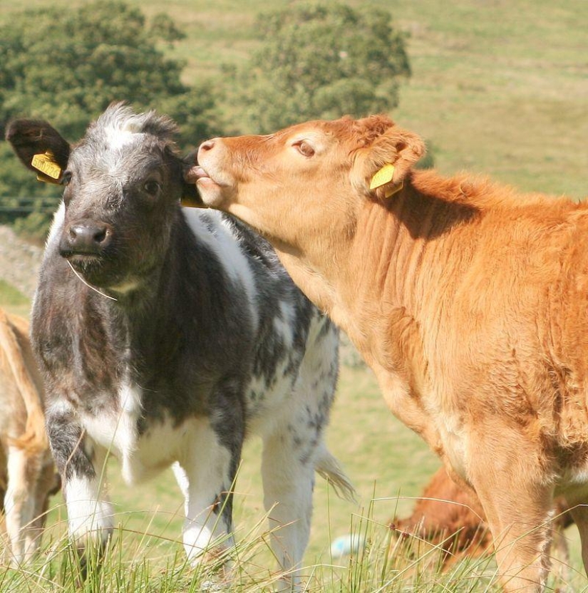 30 hechos acerca de los animales que se obtiene en el estado de ánimo