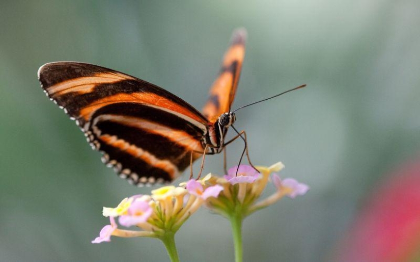 30 hechos acerca de los animales que se obtiene en el estado de ánimo