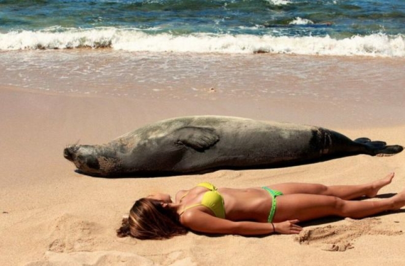 30 "killer" beach photos that will definitely make you laugh to tears