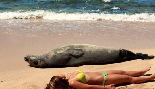 30 "killer" beach photos that will definitely make you laugh to tears