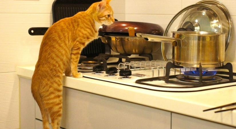 30 maneras de usar los gatos en la casa