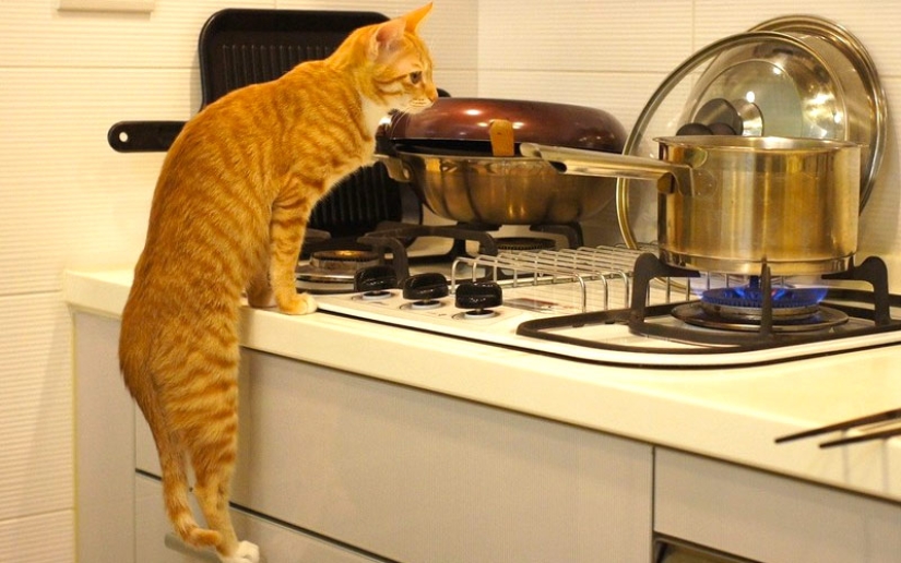 30 maneras de usar los gatos en la casa