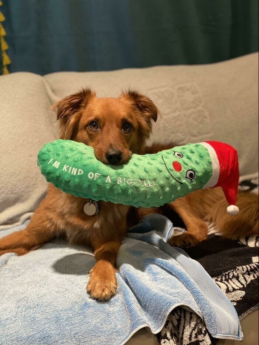 30 mascotas que no pueden vivir un día sin su juguete favorito