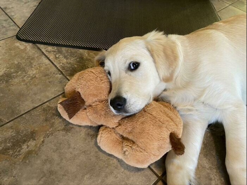 30 mascotas que no pueden vivir un día sin su juguete favorito