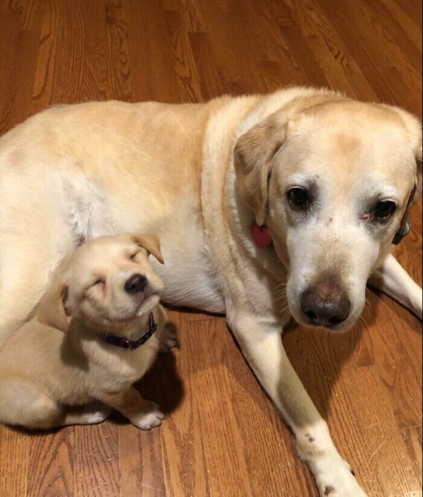 30 Mascotas que recientemente han encontrado un nuevo hogar y amar a los propietarios de