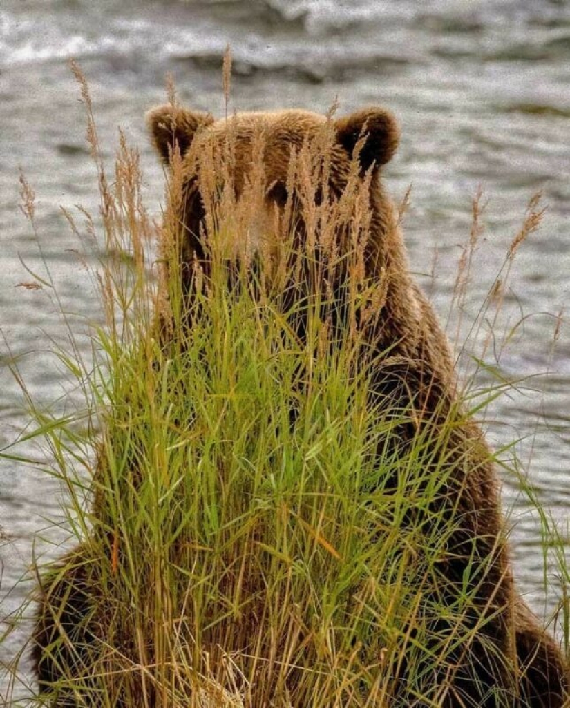 30 osos divertidos que están garantizados para animarte