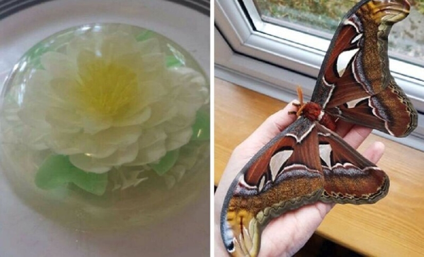 30 people who chose an unusual hobby and carried away no joke