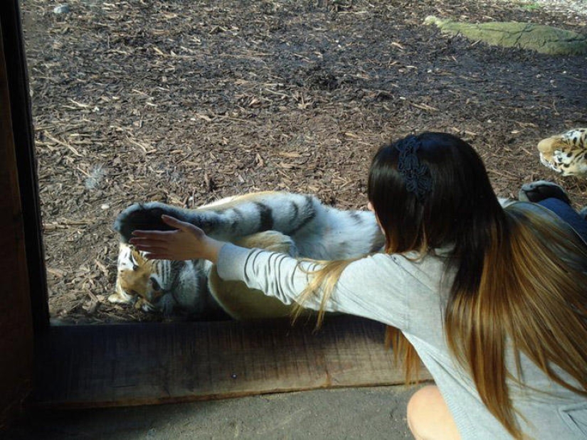 30 people who found friends at the zoo