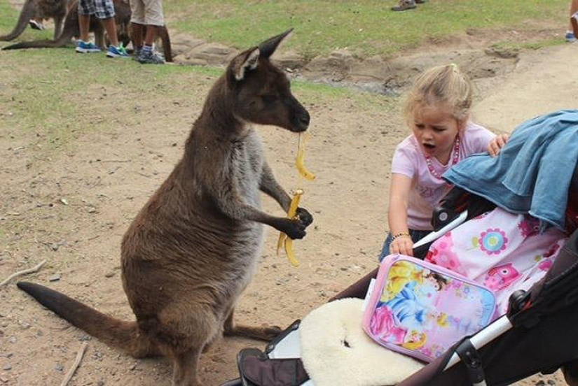 30 people who found friends at the zoo