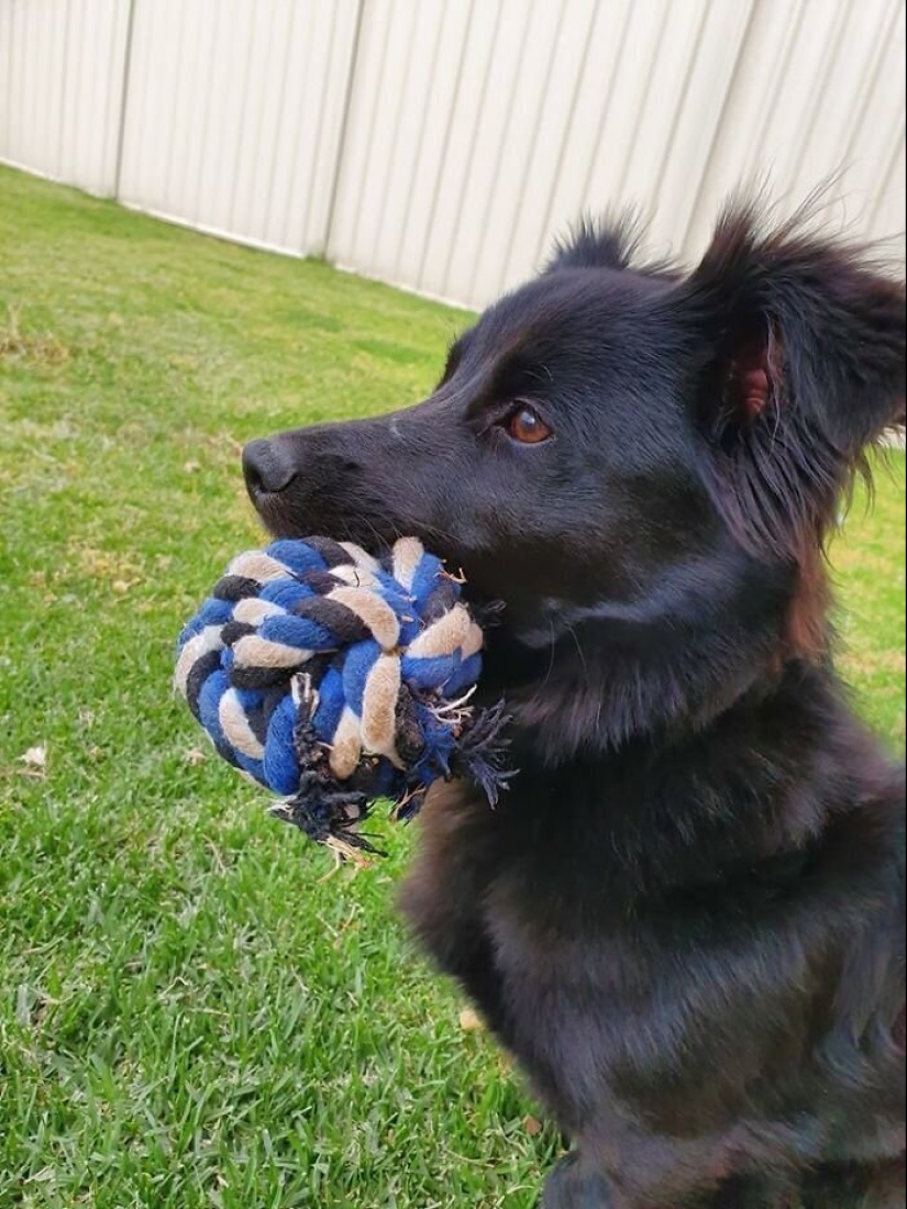 30 perros de raza pura que realmente sorprendieron a sus dueños cuando crecieron