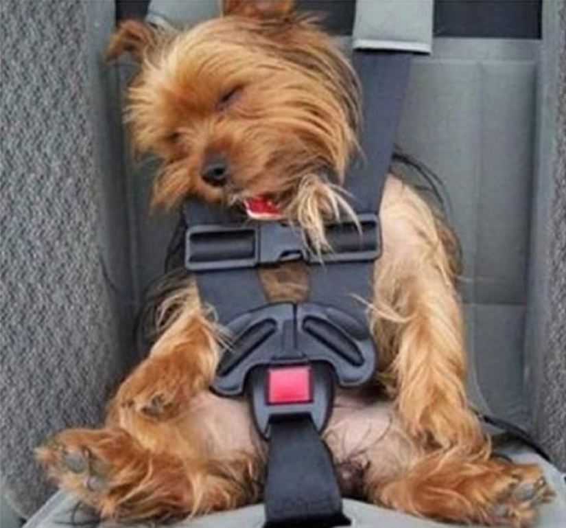 30 perros en las poses más inimaginables en un sueño