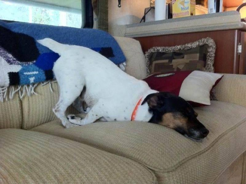 30 perros en las poses más inimaginables en un sueño